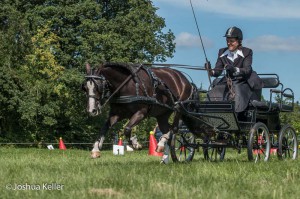 dressuur en vaardigheid  nienoord 10-8-2015  joshua keller-0172     